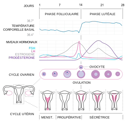 Cycle menstruel wikip dia cycle f minin